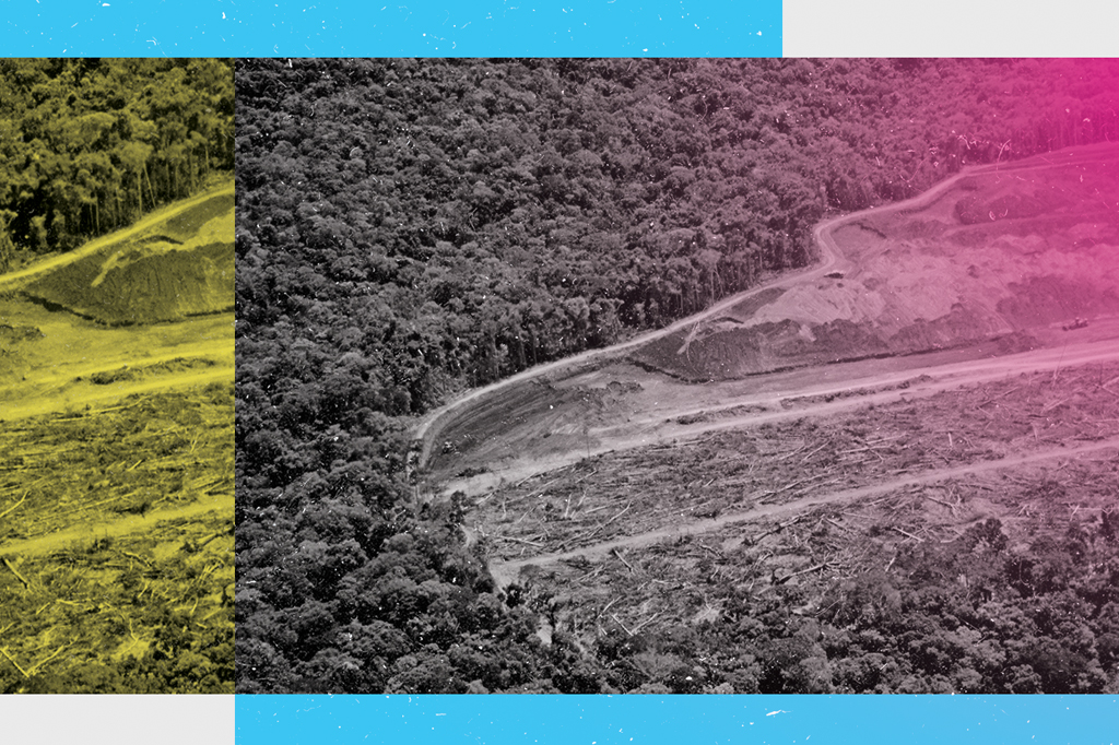 Consumo interno é a maior causa do desmatamento, revela estudo