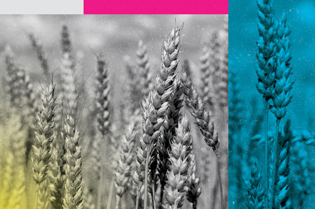 EUA autorizam plantio de trigo transgênico