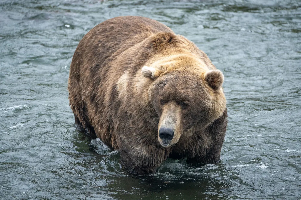 Conheça a competição do Urso Gordo, que ocorre no Alasca, e vote no seu favorito