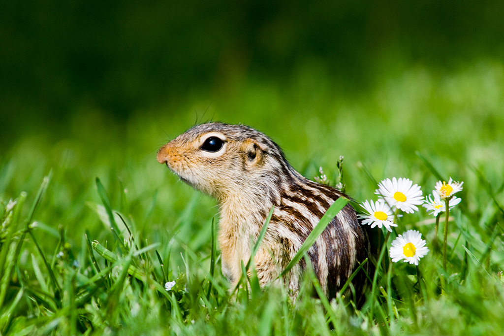 Como os esquilos que hibernam não sentem sede? Novo estudo explica