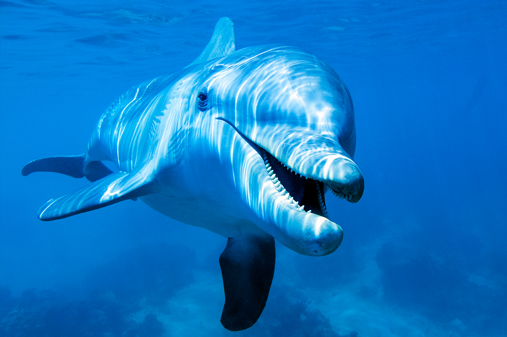 Cientistas acoplaram câmeras em golfinhos. Veja os vídeos que eles gravaram
