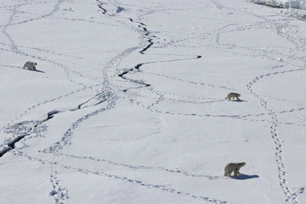 Ursos polares estão se machucando com o gelo – e a culpa é do aquecimento global