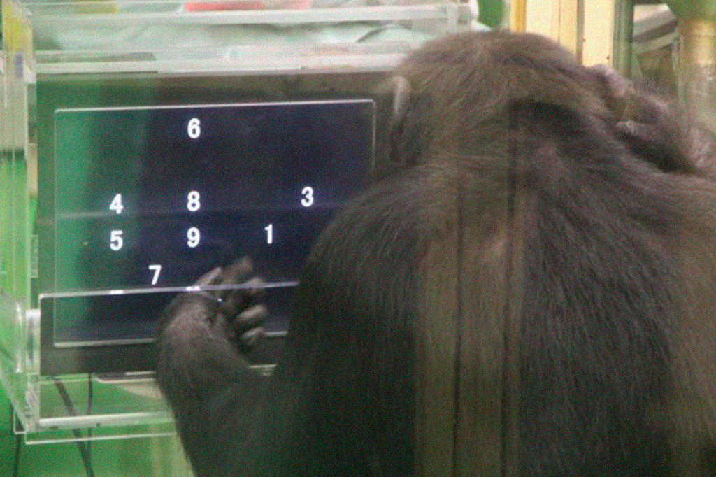 Foto do Chimpanzé realizando tarefa tipo 3.