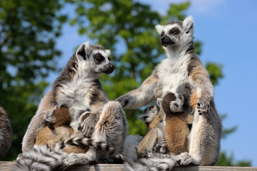 Idade, batalhas sangrentas e democracia: como os animais escolhem seus líderes?