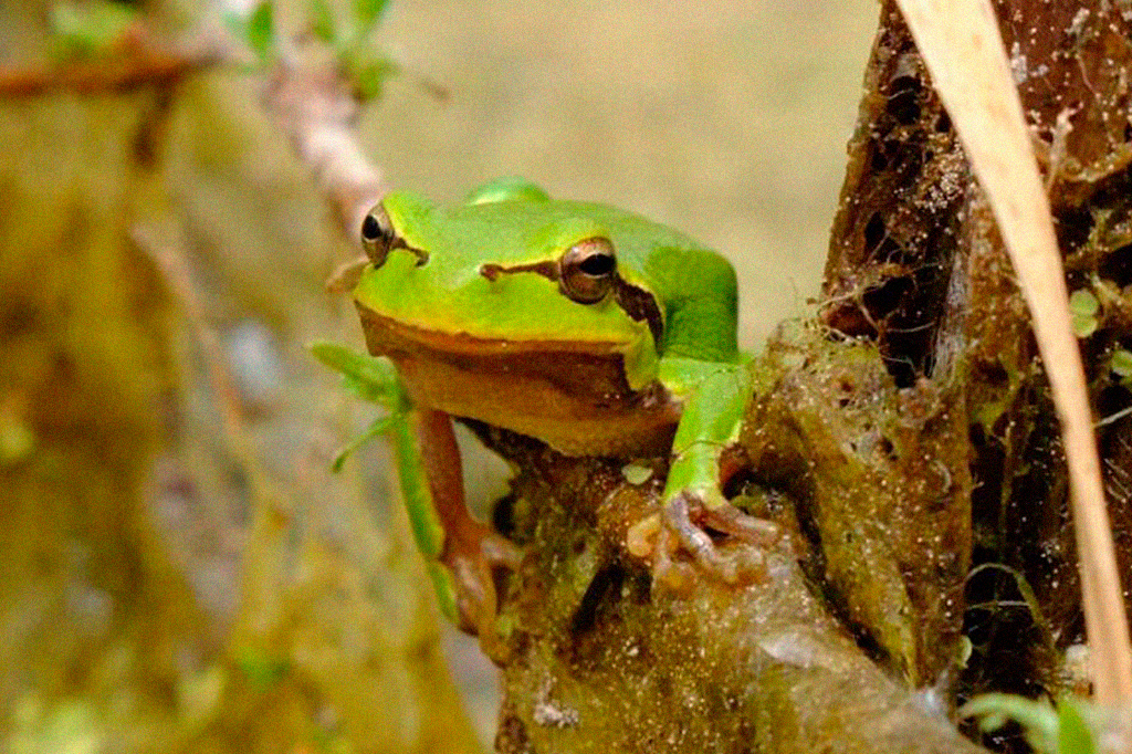 Sapos vivendo em Chernobyl não sofrem fortes efeitos a longo prazo da radiação