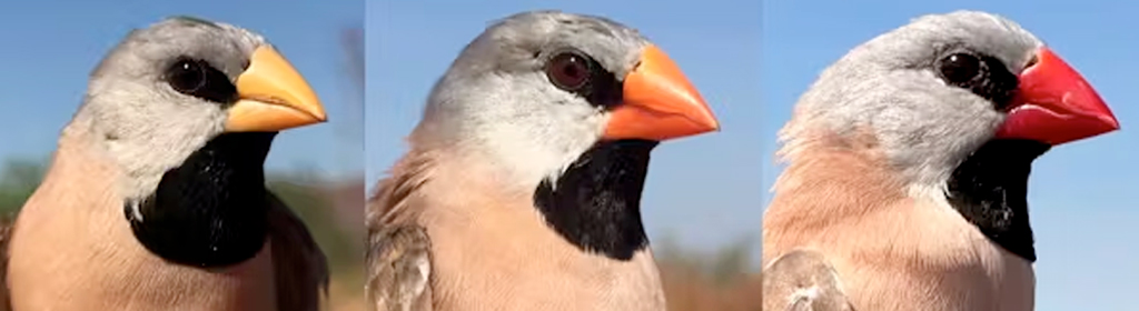 Cores do bico de tentilh&otilde;es de cauda longa de Kimberley (esquerda), Katherine (centro) e Queensland (direita), ilustrando a varia&ccedil;&atilde;o na cor conforme a frequ&ecirc;ncia dos genes muda na Austr&aacute;lia