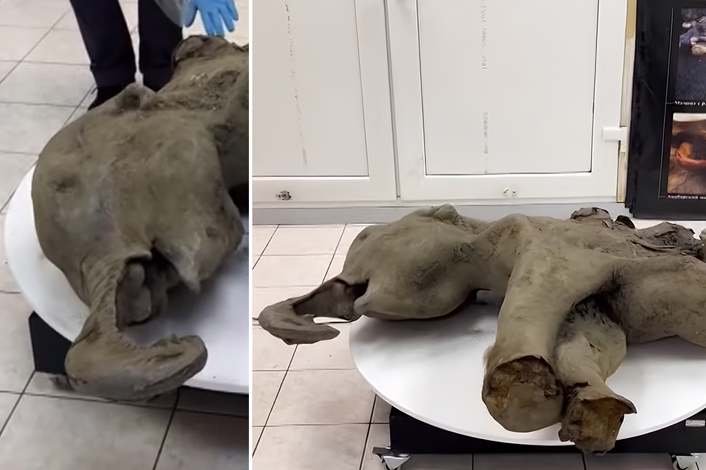 O que revelou a necrópsia de um filhote de mamute de 130 mil anos