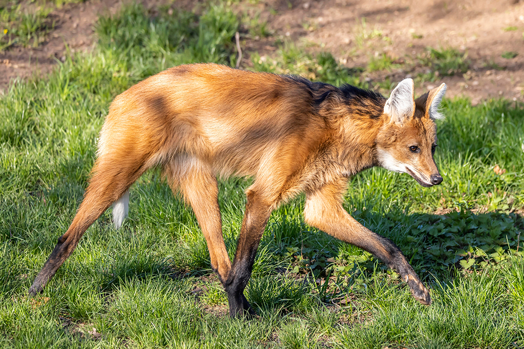 Coronavírus é identificado em lobo-guará pela primeira vez