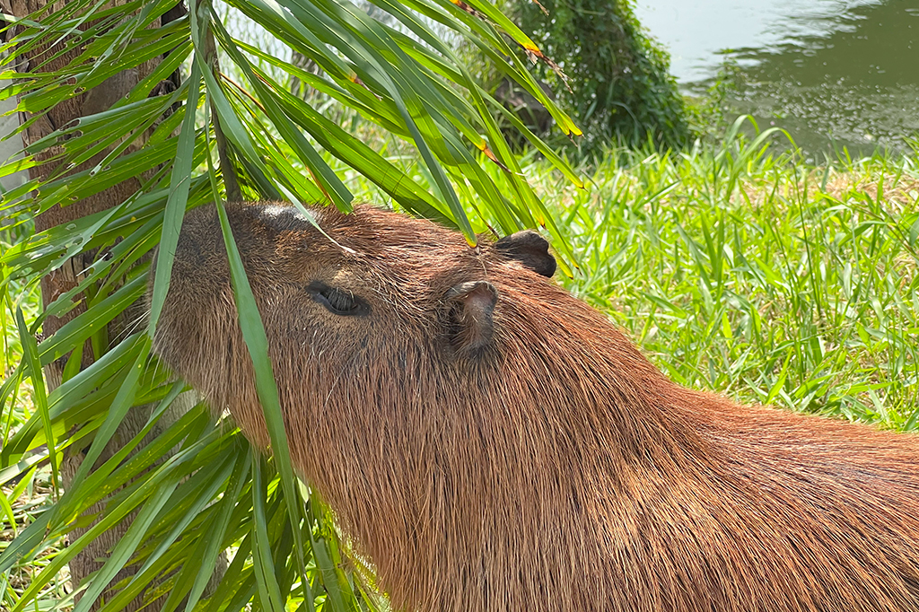 Protetoras de capivaras: conheça ONG que cuida dos animais do rio Pinheiros