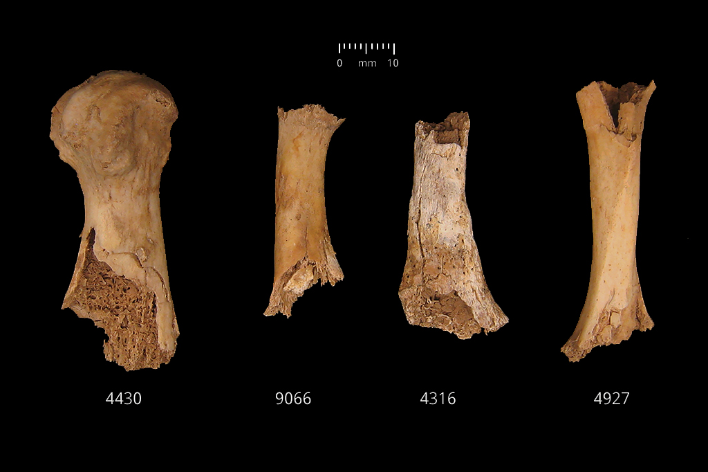 Ossos de 4 mil anos encontrados em poço na Inglaterra exibem marcas de canibalismo