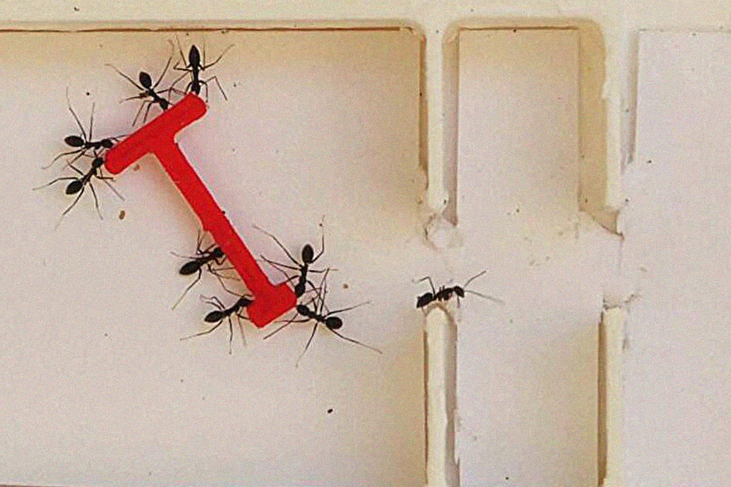 Formigas se dão melhor que humanos no “problema dos carregadores de piano”