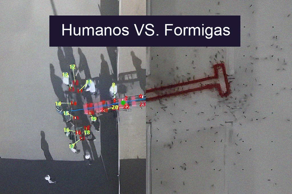 Formigas e humanos competem para manobrar uma carga em forma de T atrav&eacute;s de um labirinto.
