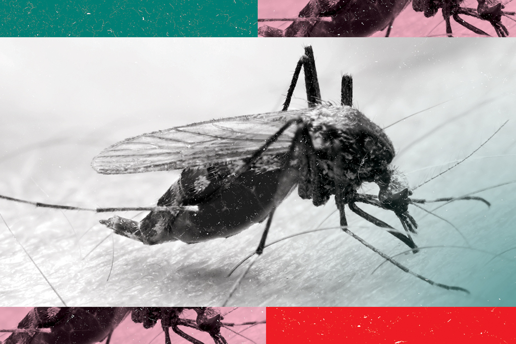 3 notícias sobre: malária