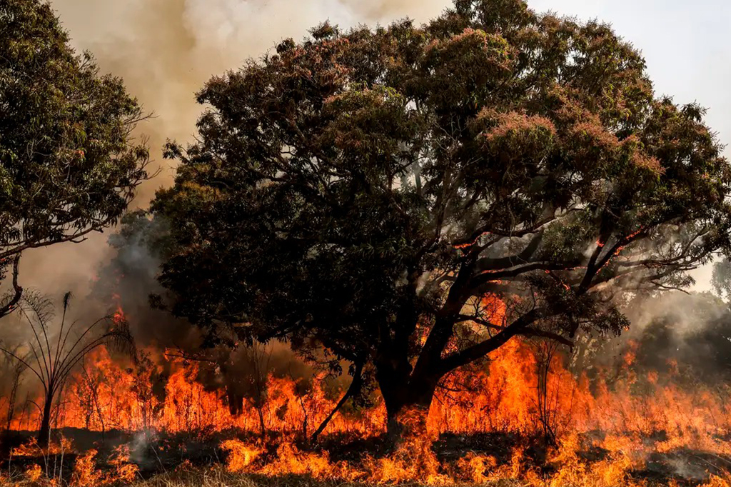 2024 foi o ano com mais focos de incêndio no Brasil desde 2010