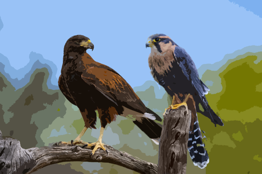 Ícaro e Mutley, as aves de rapina que protegem a Santa Casa de BH de pombos