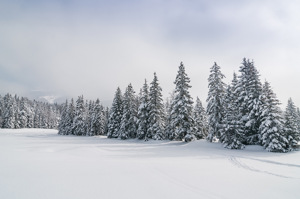 Existe um único lugar em que plantar mais árvores não é uma boa ideia: o Ártico