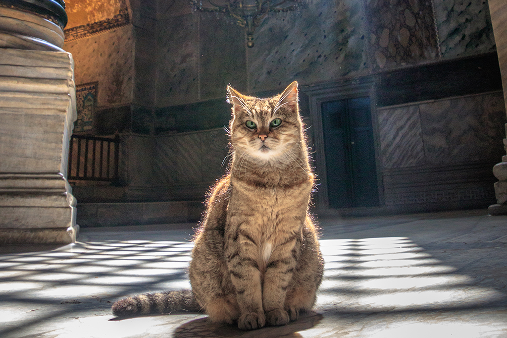 Foto de Gli The Loyal Cat, Hagia Sophia, Istambul, Turquia.