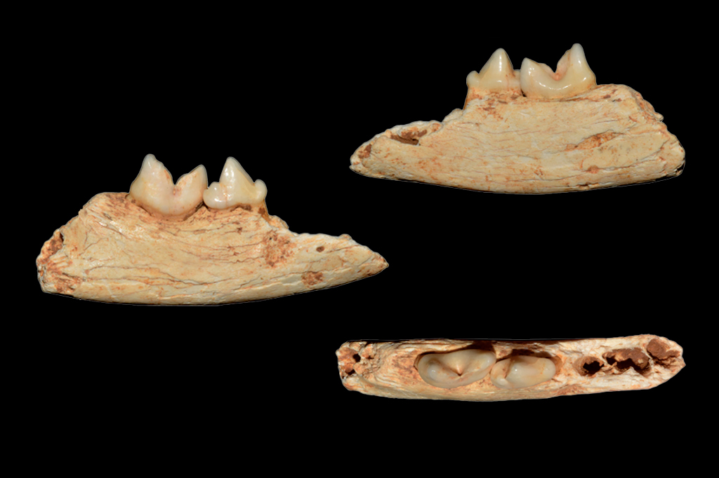 O menor gato do mundo viveu há 300 mil anos – e pode ter sido do tamanho da sua mão