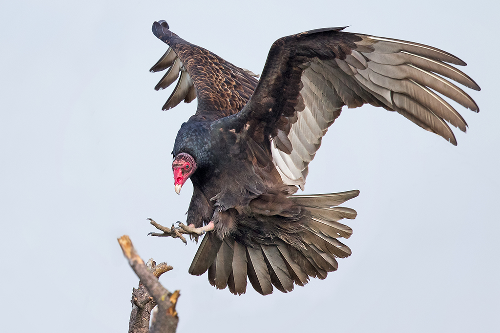 Esta ave vomita ácido a até 3 metros de distância e tem cocô anti-séptico