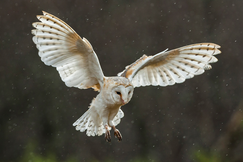 Foto de uma coruja voando com asas abertas prestes a pousar.