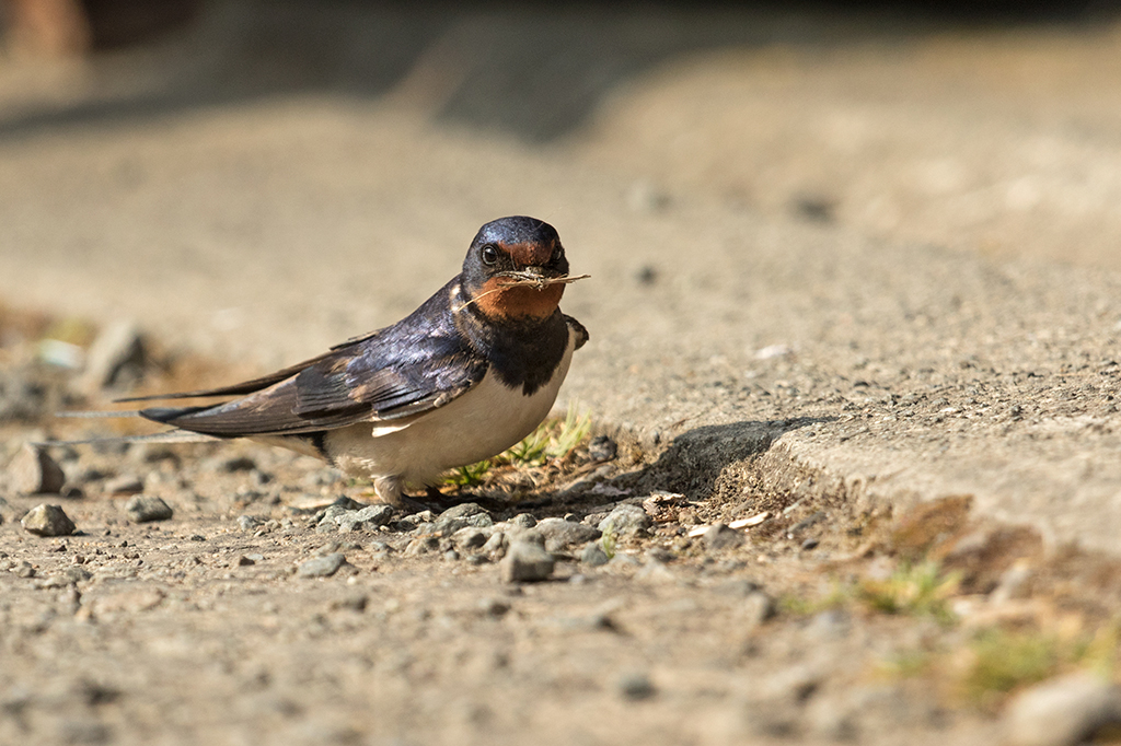 Fotografia de um andorinh&atilde;o.