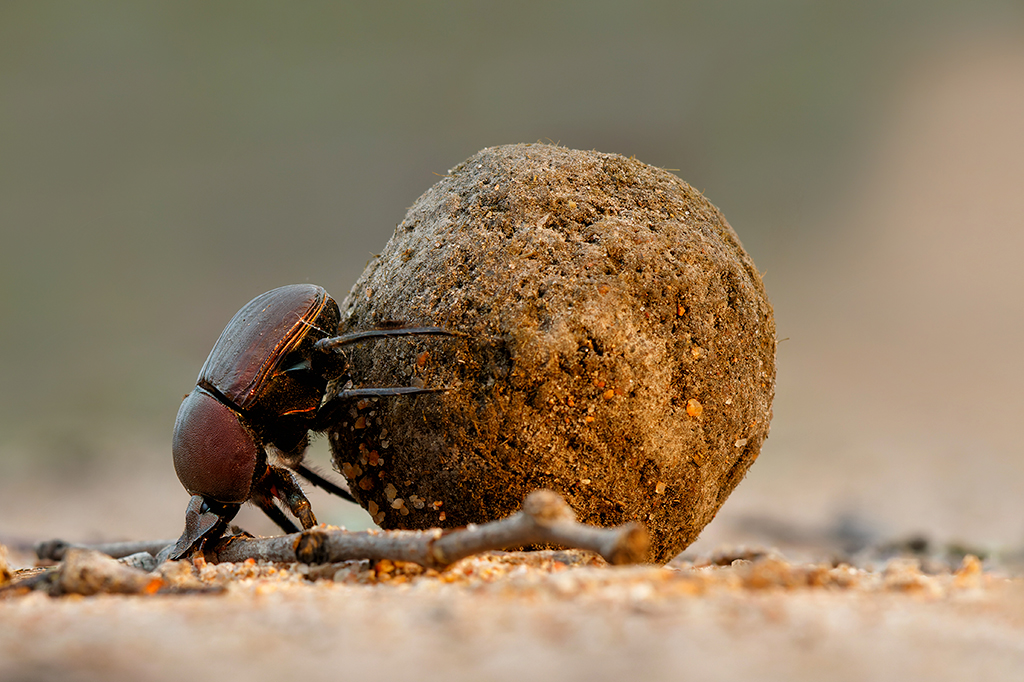 Fotografia do Besouro de esterco com sua bola de esterco.