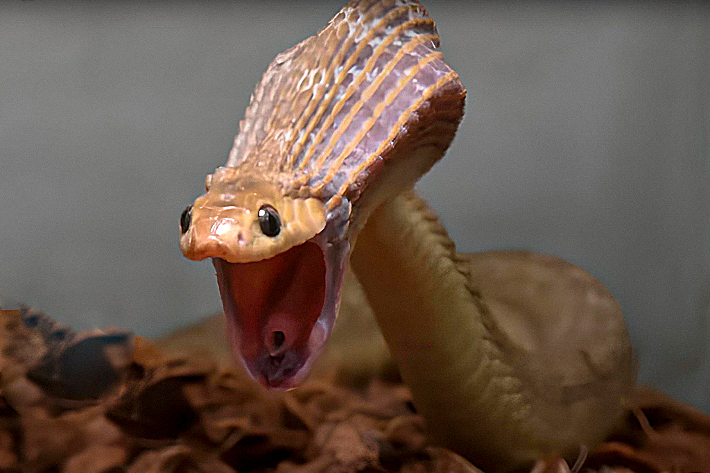 Essa cobra engole presas 5 vezes maiores que sua cabeça. Cientistas descobriram como.