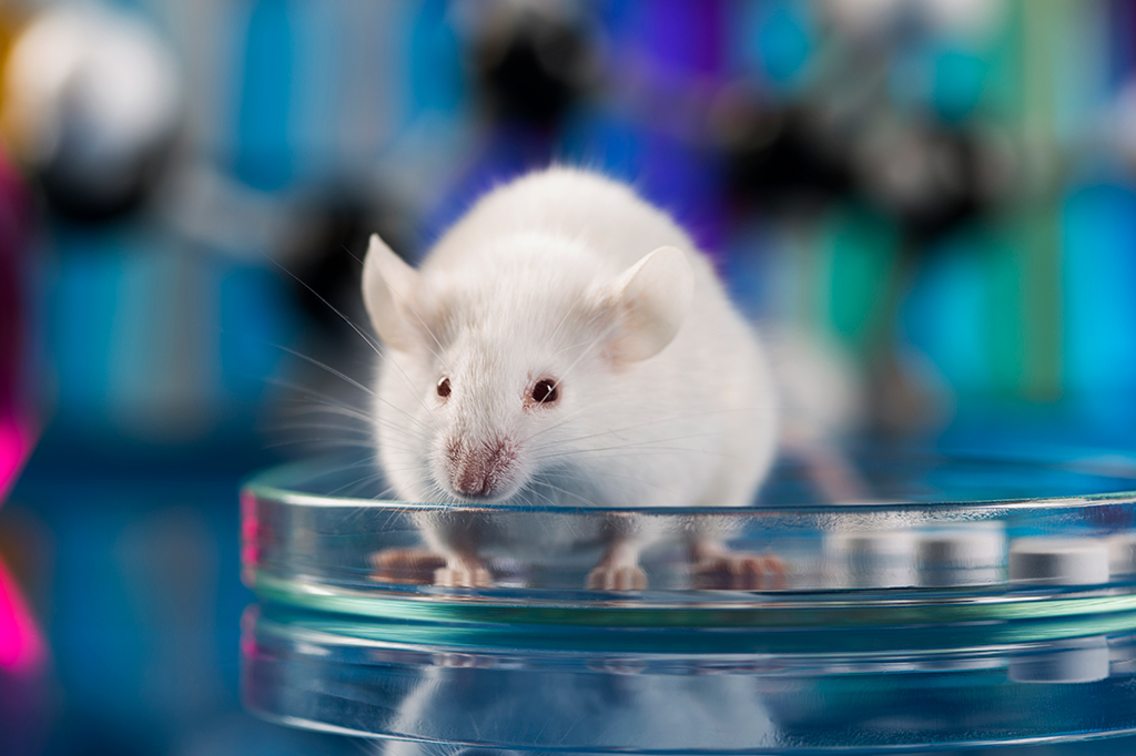 Ratos com dois pais chegam à vida adulta