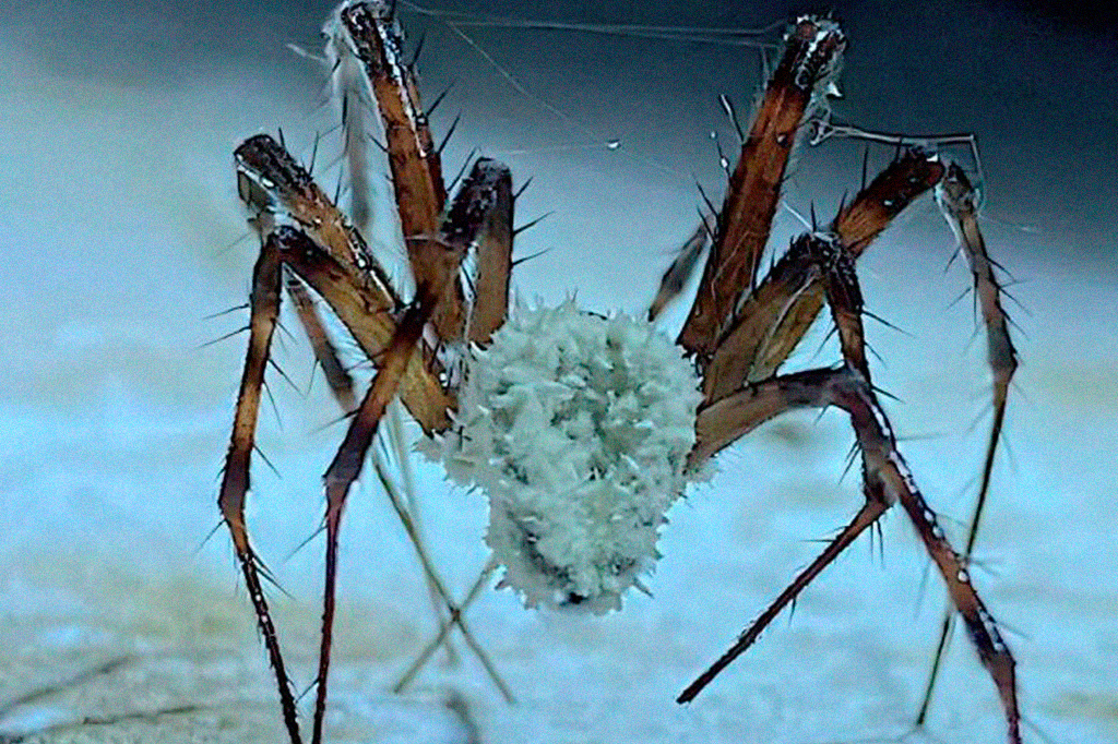 Fotografia do novo fungo Gibellula attenboroughii na aranha da caverna que tece orbes.