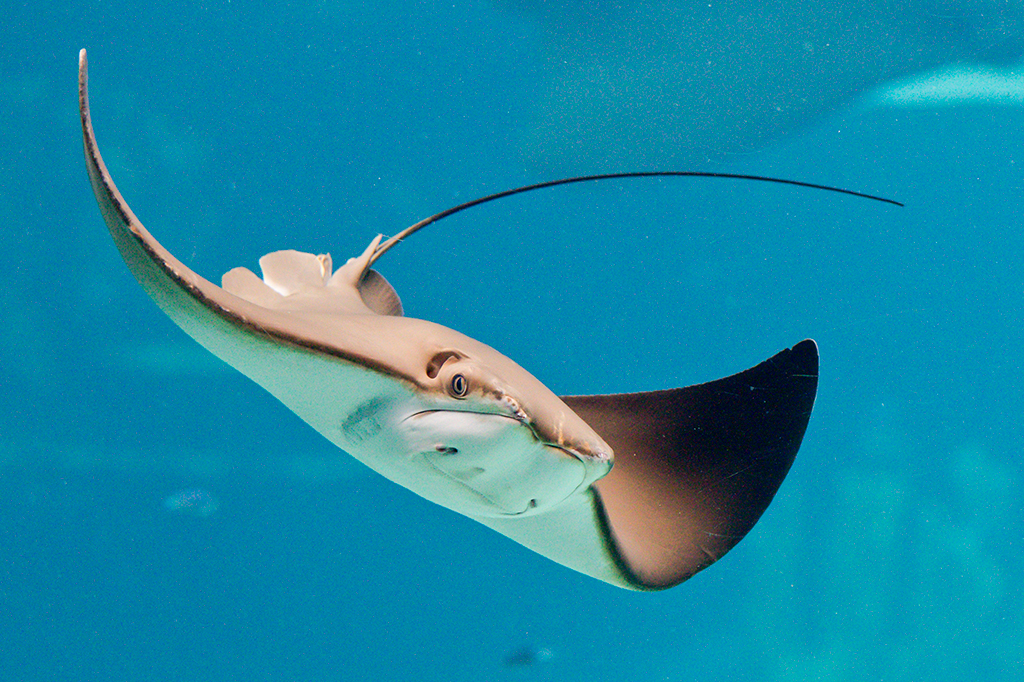 Arraias-mantas inspiram criação de robôs que nadam melhor e filtros de água