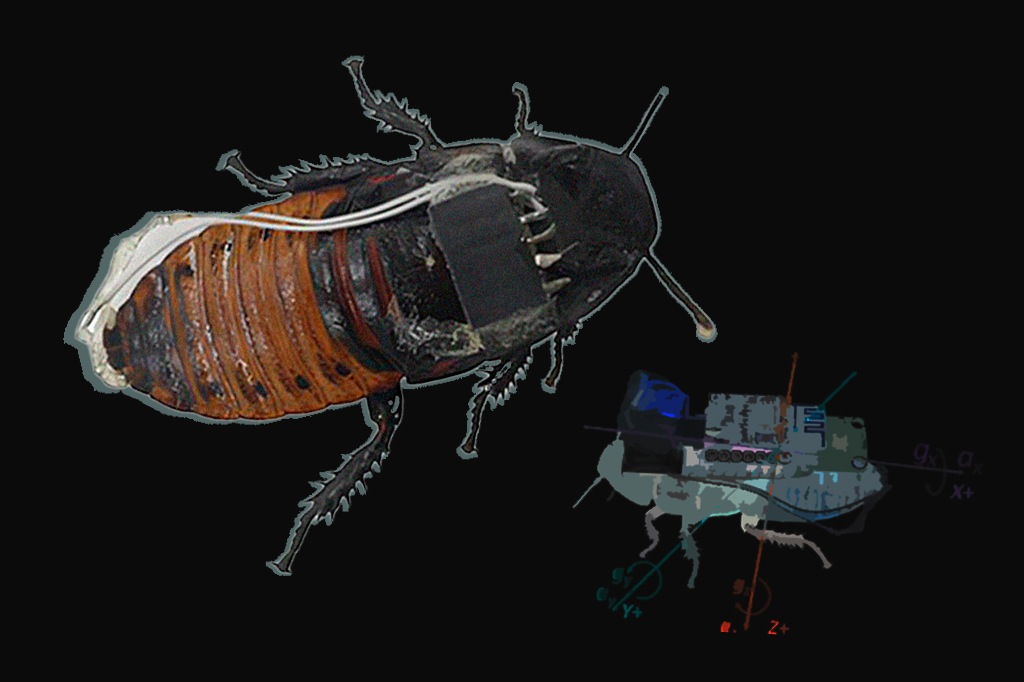 Conheça a robótica bio-híbrida e a barata-ciborgue, que pode ser o futuro do resgate em desastres