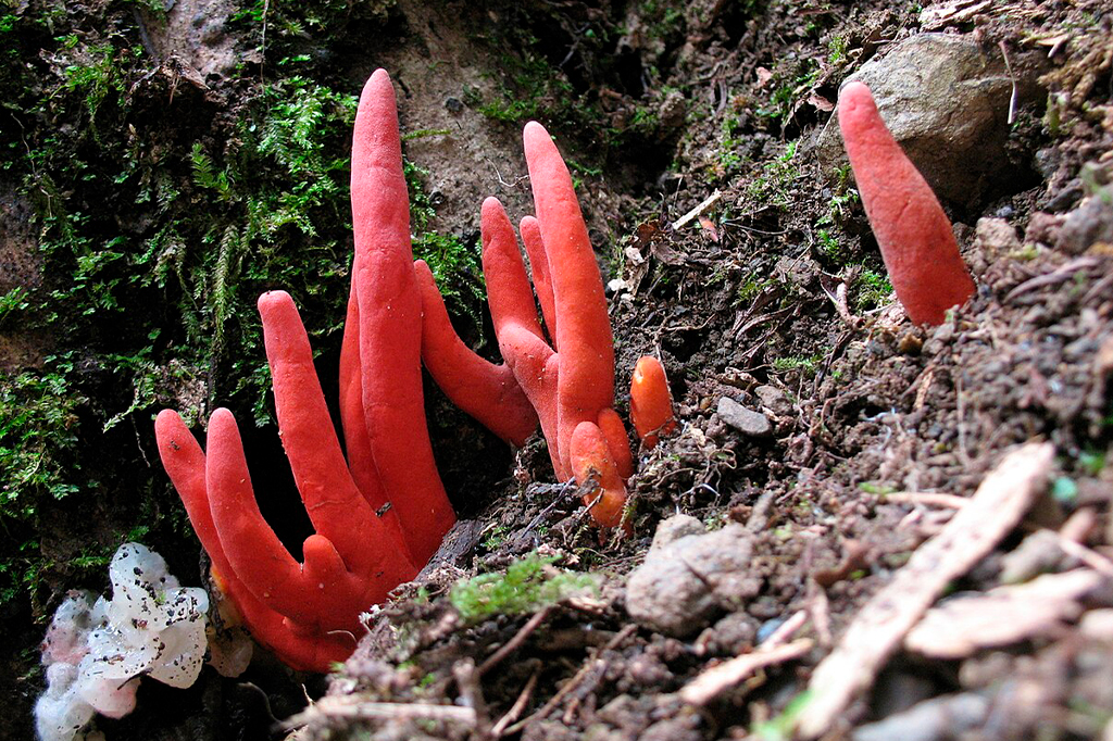 Fotografia do cogumelo Podostroma cornu-damae.