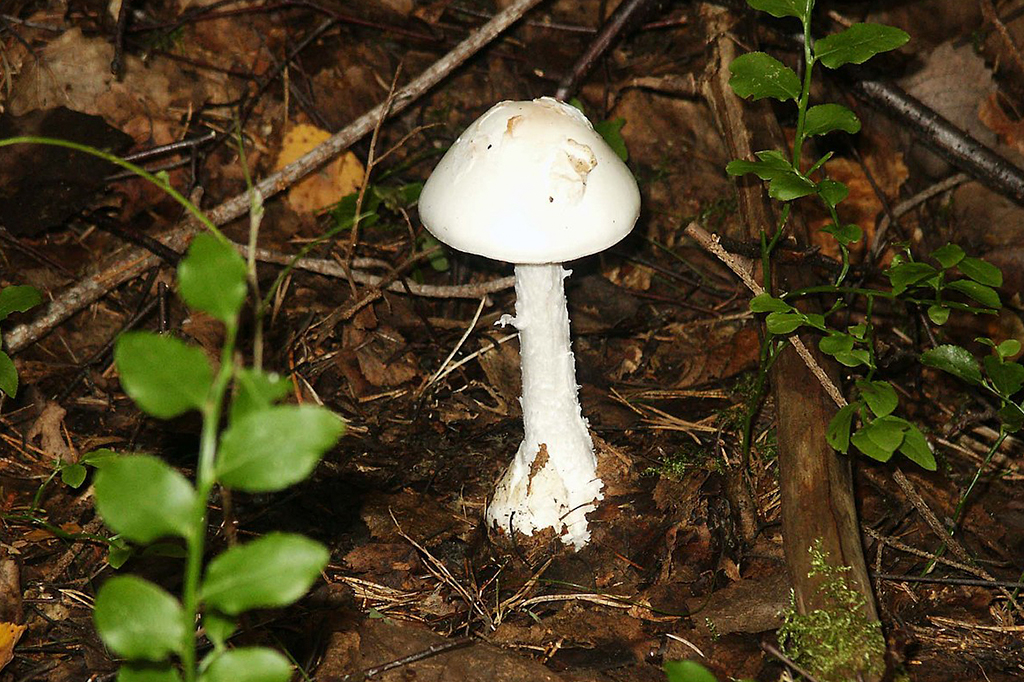 Fotografia do cogumelo Destroying angels.