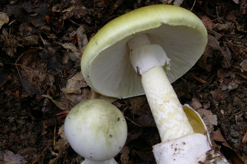 Fotografia do cogumelo Amanita phalloides.