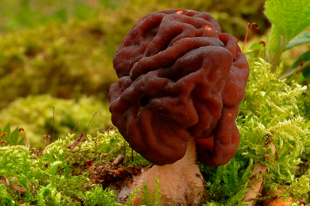 Fotografia do cogumelo Gyromitra.
