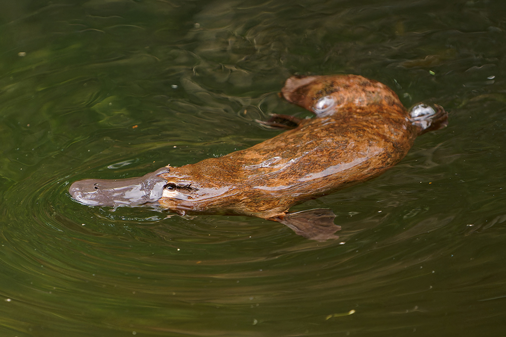 Fotografia de um ornitorrinco.