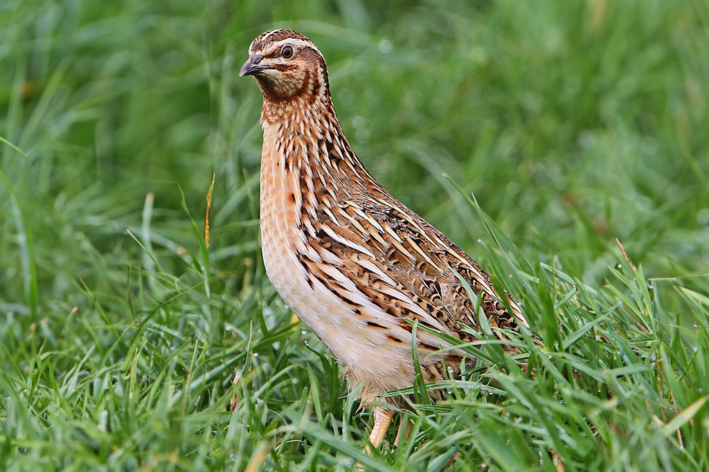 Fotografia de uma codorna-comum.