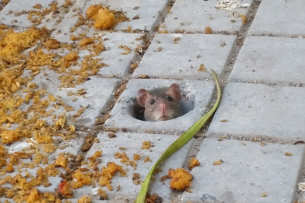 Enquanto o mundo aquece, os ratos fazem a festa