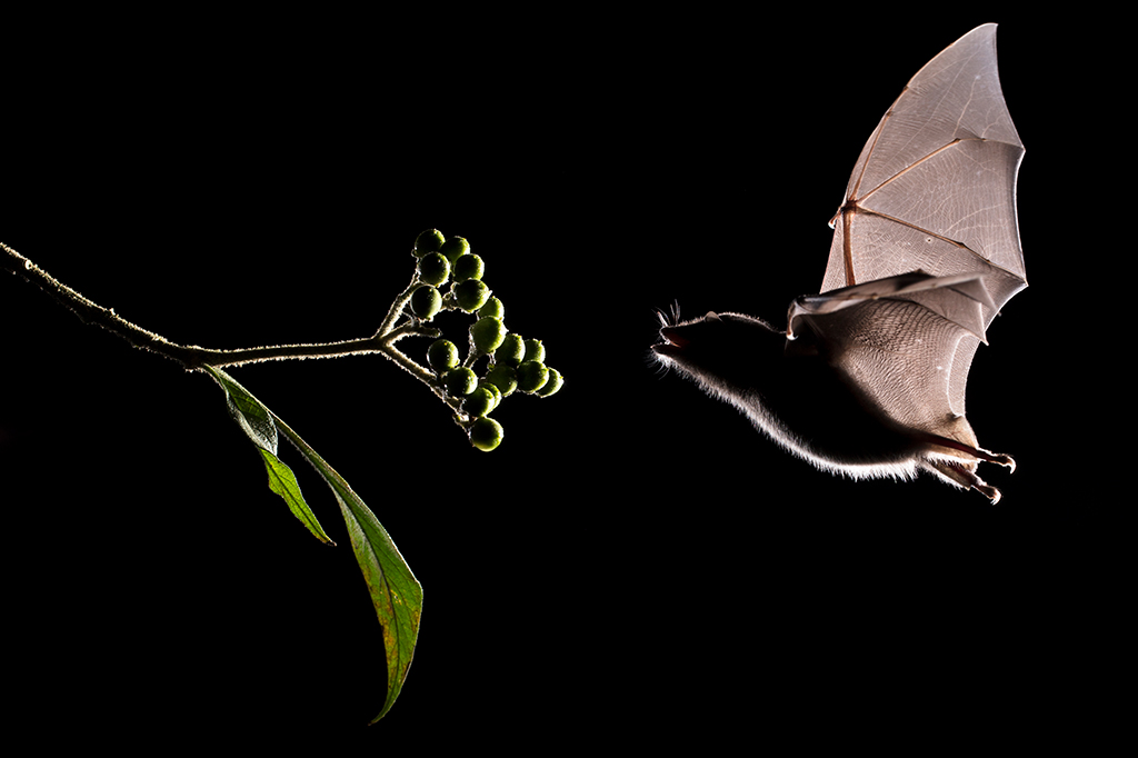 Como os morcegos carregam várias doenças sem ficarem doentes?
