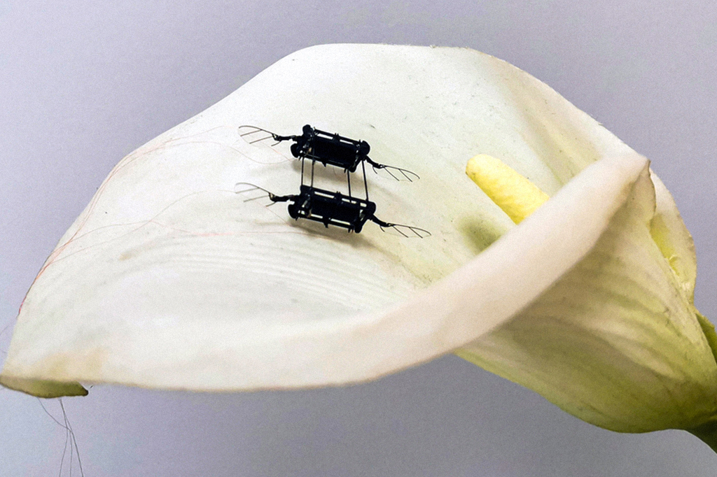 MIT constrói mosquitos-robôs super-rápidos que podem polinizar flores; veja vídeos