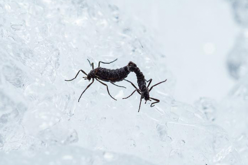 Só existe um inseto nativo da Antártica. Pesquisadores descobriram como ele sobrevive.