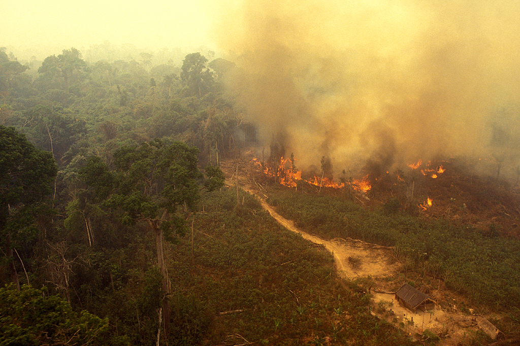 Amazônia: se as queimadas bateram recorde, como o desmatamento está caindo?