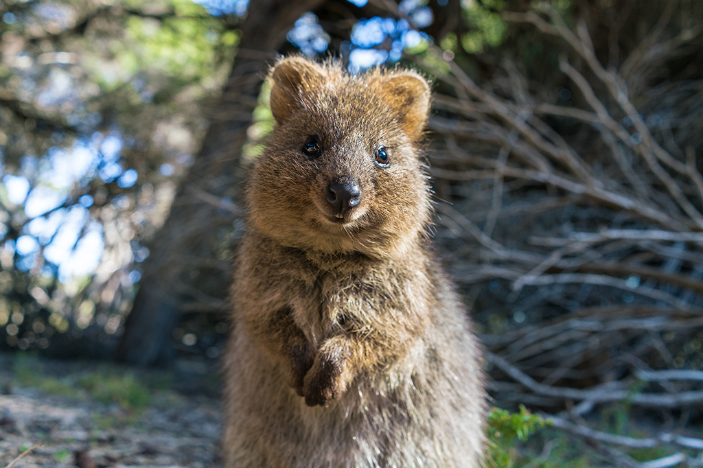 Fotografia de um quokka.