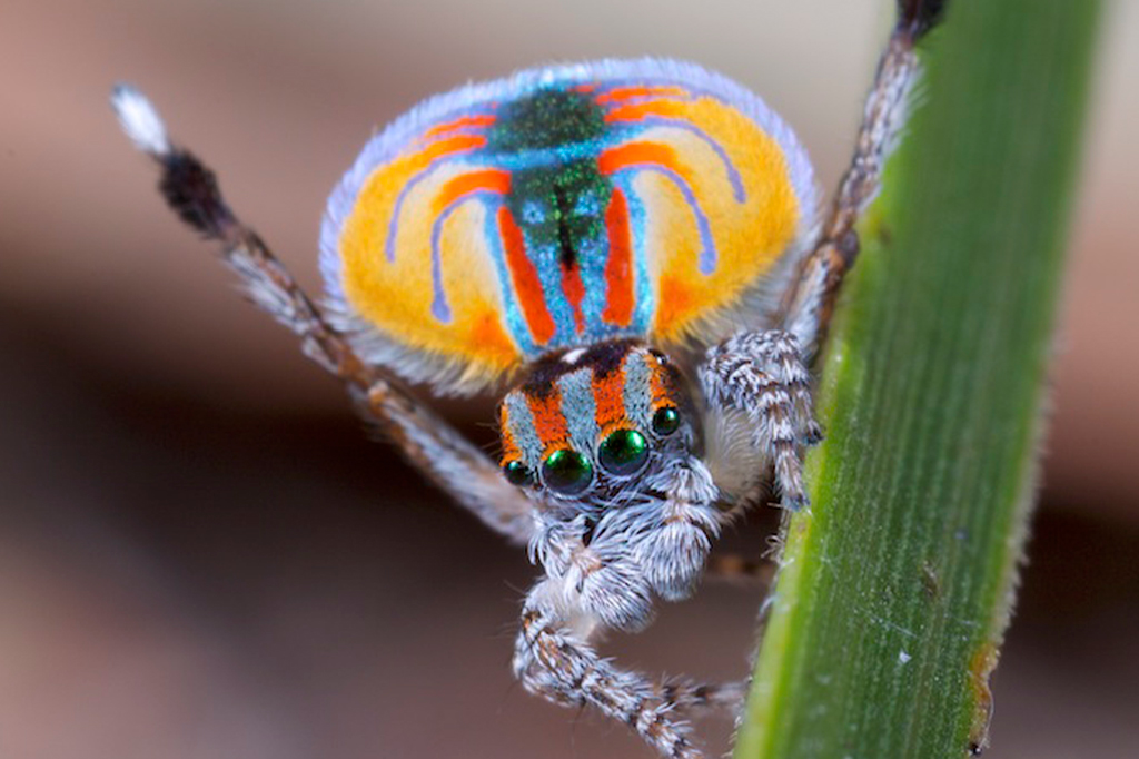 Fotografia de uma aranha-pav&atilde;o.