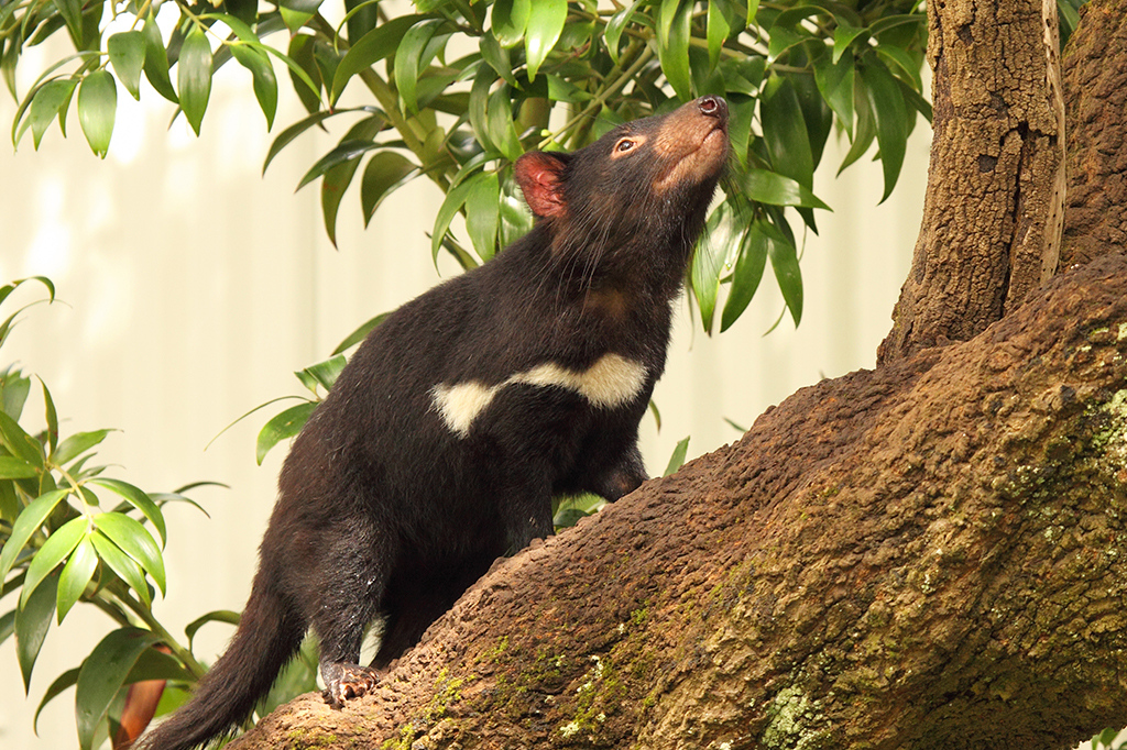 Fotografia de um diabo-da-tasmania.