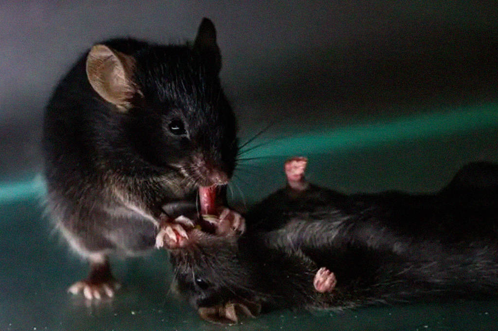 Ratos aplicam primeiros socorros em companheiros desacordados