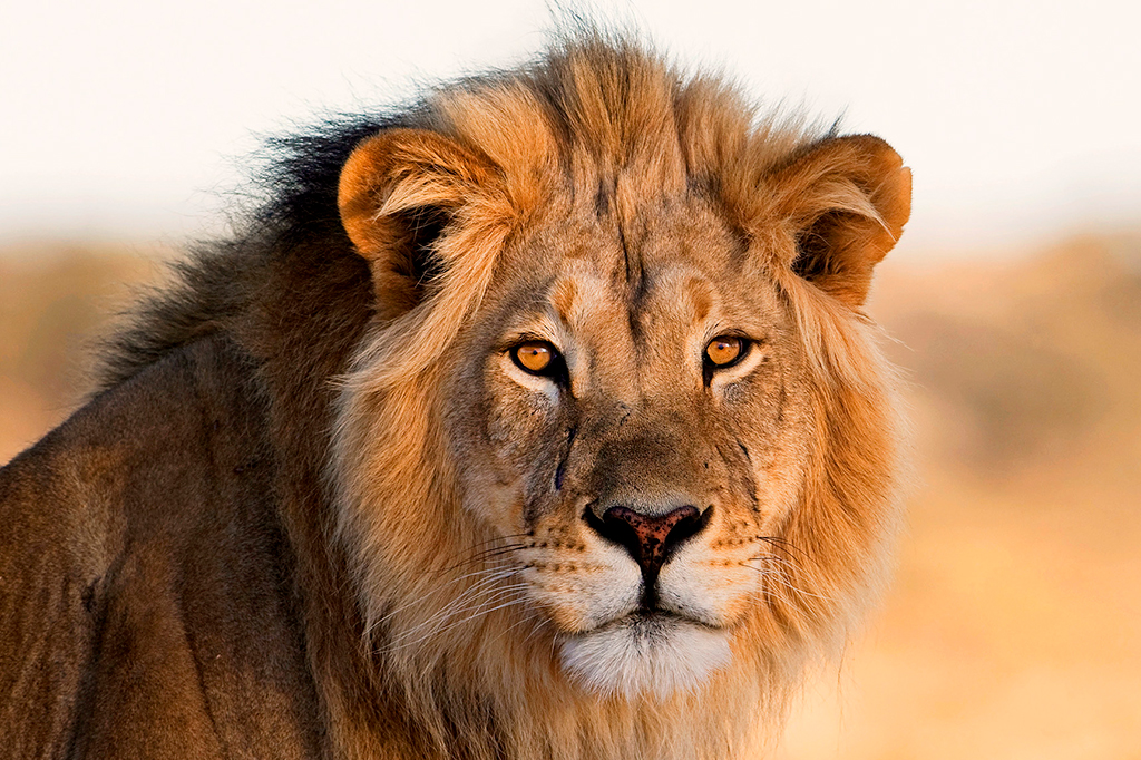 Por que não comemos a carne de animais carnívoros?