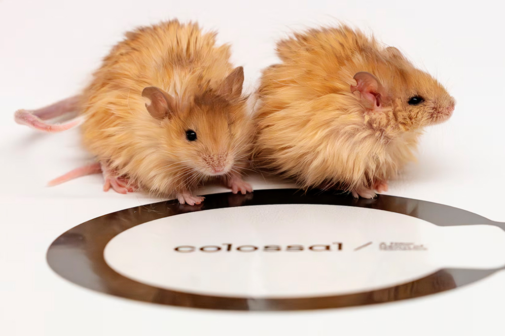 Cientistas criaram camundongos com lã – e querem reviver o mamute-lanoso