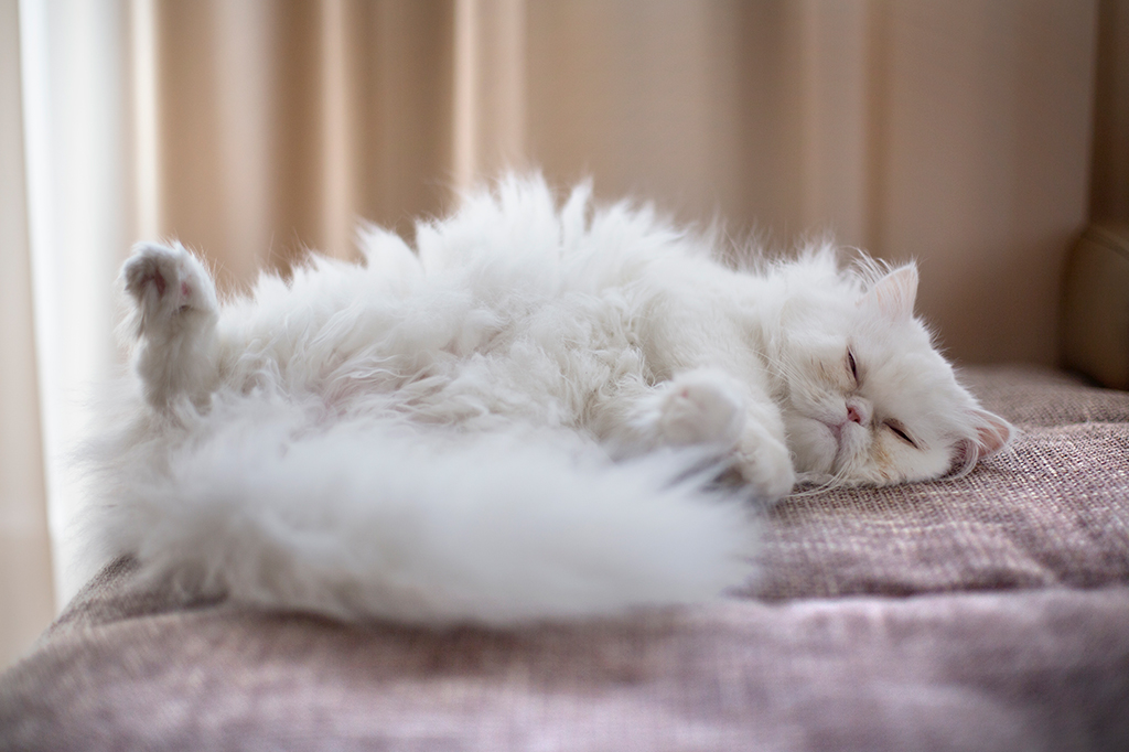 Gatos domésticos chegaram à China pela Rota da Seda há 1.400 anos