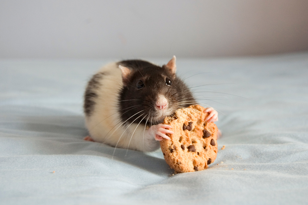 Ratos têm memória prejudicada depois de 3 dias com dieta alta em gordura